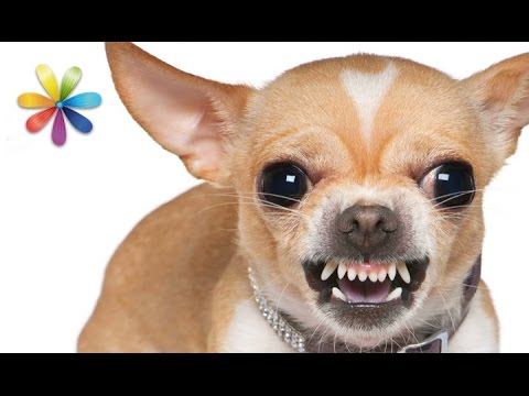 Видео: Как перевоспитать агрессивную собаку? – Все буде добре. Выпуск 893 от 10.10.16