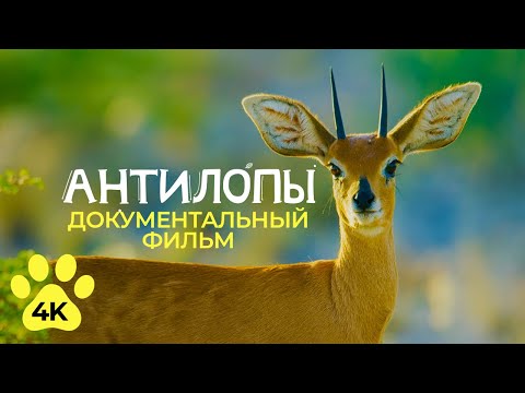 Видео: Изящные АНТИЛОПЫ - Самые быстрые парнокопытные саванны - Документальный фильм о природе Африки в 4К