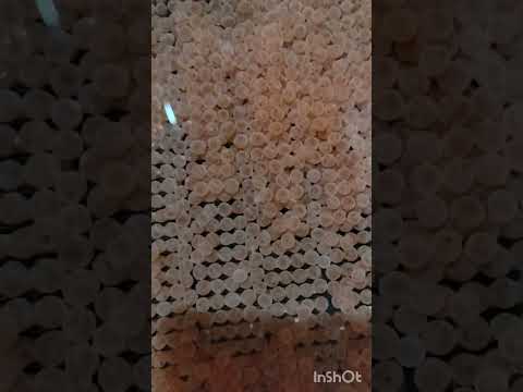 Видео: инкубация мальков форели