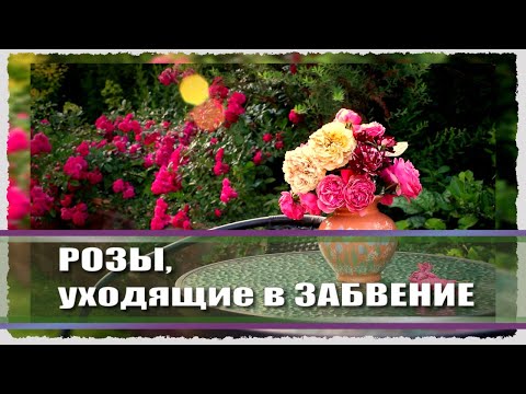 Видео: КУДА ПРОПАЛА ФЛАМЕНТАНЦ  / любимые розы / надежные розы в саду