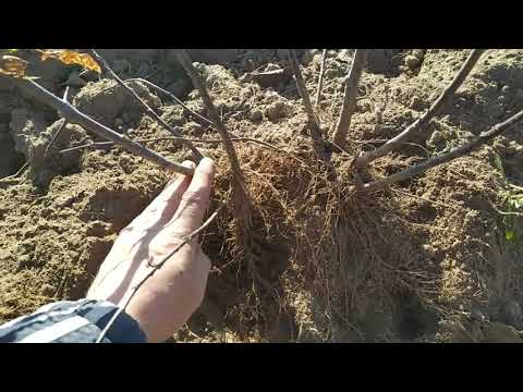 Видео: Вік живи, вік учись. Вирізаю клонову підщепу.