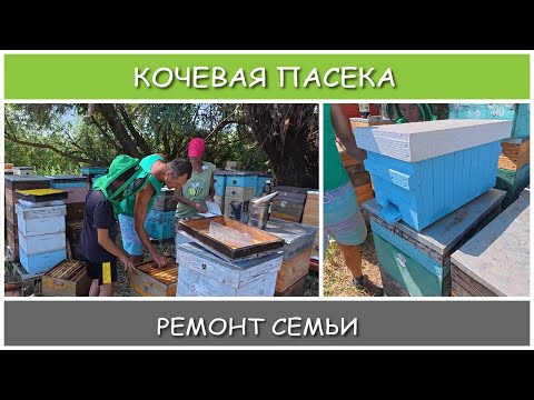 Видео: Дружная работа на кочевой пасеке. Ремонтные отводки. #пасека