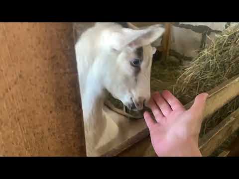 Видео: Козы, козочки, козлята продажа