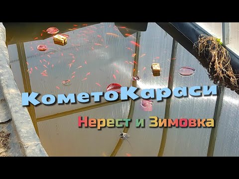 Видео: КометоКараси Нерест и Зимовка