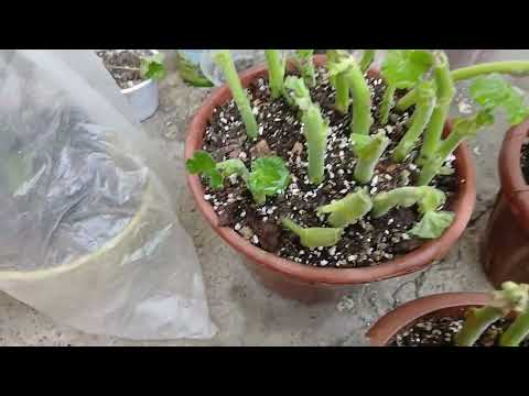 Видео: Герань гулларни ердан олдим..25 сентября. 25 йил.