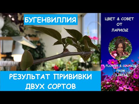 Видео: БУГЕНВИЛЛИЯ  ПРИВИВКА РАЗНЫМИ СОРТАМИ РЕЗУЛЬТАТ | Как привить бугенвиллию видео