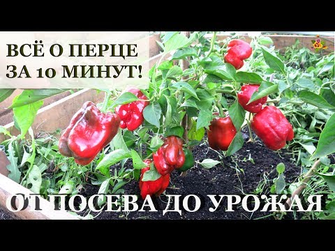 Видео: ПЕРЕЦ от посева до урожая ЗА 10 МИНУТ! / Все секреты выращивания перца