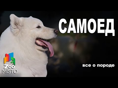 Видео: Самоедская собака  - Все о породе собаки | Собака породы - Самоедская собака