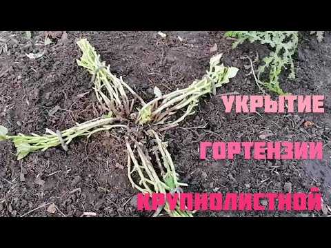 Видео: Укрытие гортензии крупнолистной на зиму. #дача#сад#гортензия#крупнолистаягортензия