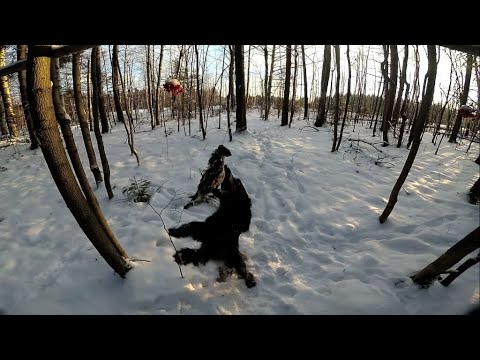 Видео: Петля на рябчика Loop on grouse