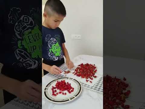 Видео: Итмұрынның пайдасы мен емдік қасиеттері