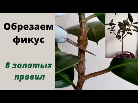 Видео: Обрезка фикуса каучуконосного (эластика). 8 золотых правил.