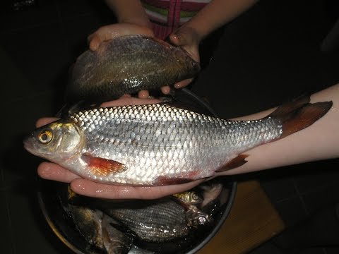 Видео: Об этой зимней прикормке должны знать ВСЕ!!!