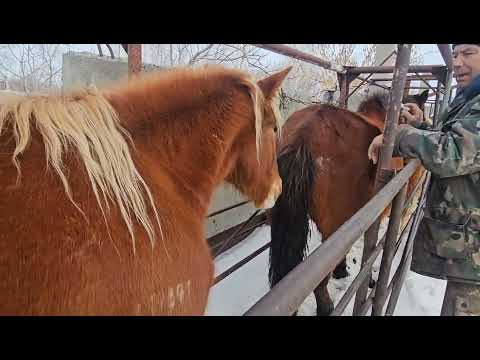 Видео: Экстренное обследование лошади: что мы обнаружили?