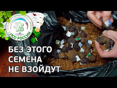 Видео: Стратификация семян. Готовим к посеву семена с осени.