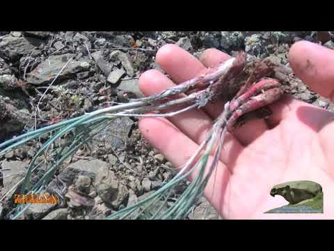 Видео: Қозы құйрық жинау 18.04.2020.