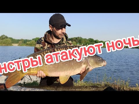 Видео: НОЧНОЙ ВЫХОД КРУПНОГО КАРПА🤯🤯🤯