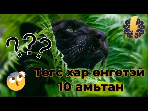 Видео: Төгс хар өнгөтэй 10 амьтан