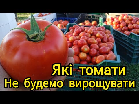 Видео: Які томати не будемо вирощувати. 