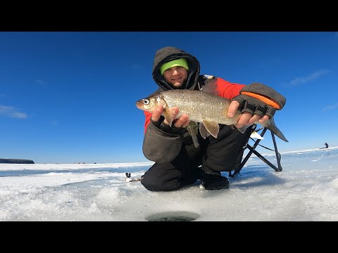 Видео: Рыбалка на Сига ( Whitefish) в США.  Подлёдная Рыбалка Ранней Весной.