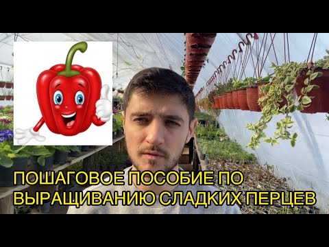 Видео: Методичка по выращиванию перцев от А до Я для начинающих