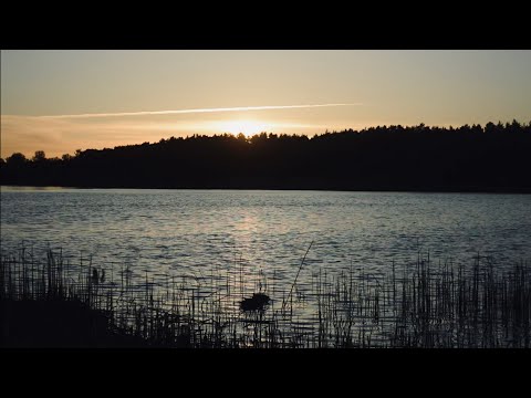 Видео: Фидерная вечерняя рыбалка. Рыбалка на реке.