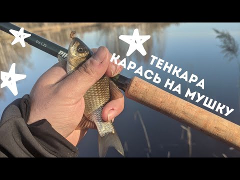 Видео: ТЕНКАРА x КАРАСЬ НА МУШКУ x ВЕСНА НА БОЛОТАХ #82