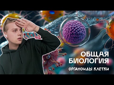 Видео: Биология ЦТ | Органоиды клетки | Ян Менделеев