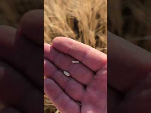 Видео: Сорти пшениці, які ми обрали для вирощування.