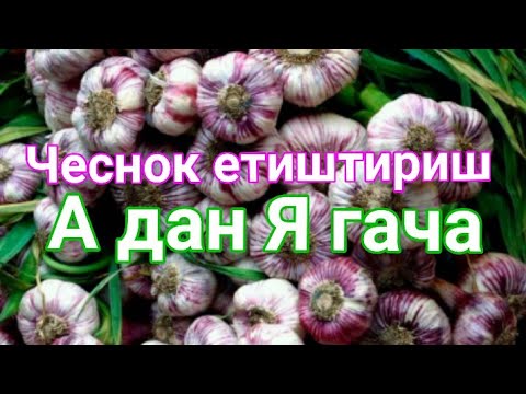 Видео: Чеснок етиштириш А дан Я гача
