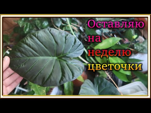 Видео: Новости с подоконника АВГУСТ 2025