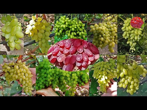 Видео: @Королівські кишмиші для Гурманів  Дев’ятка кращих