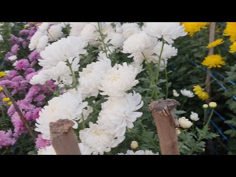 Видео: АНДИЖОНДА БИР БИРИДАН ЧИРОЙЛИ ХРИЗАНТЕМА ГУЛЛАРИ СОТУВДА ОЛАДИГАН  БУЛСЕЗ 94 437 08 80  НОМЕРГА ТЕЛ 