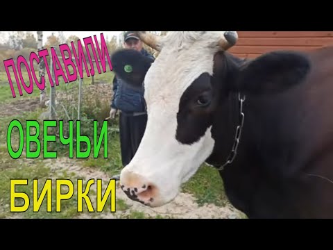 Видео: Корова сбавила МОЛОКО  перешли на ДВЕ дойки!