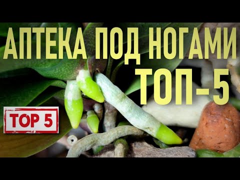 Видео: АПТЕКА ПОД НОГАМИ: ВЫМАНИВАЕМ У ОРХИДЕЙ КОРНИ, ЛИСТЬЯ, ЦВЕТОНОСЫ! ЗАГОТОВКА ЦЕЛЕБНЫХ ТРАВ ВПРОК!🌵🌿🌱🌾