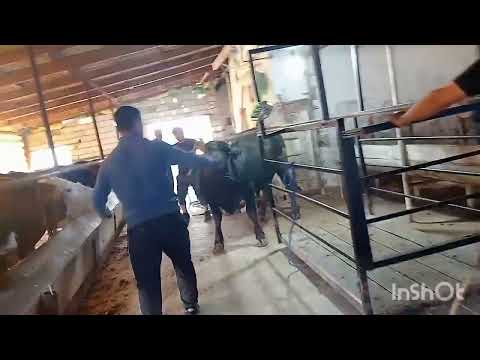 Видео: Самарканд тайлок тарози хизмати