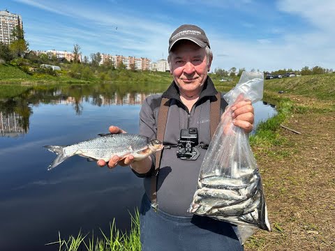 Видео: Сырть и Уклея. Рыбалка на реке Тосно. Место новое и интересное. #рыбалка #красота #реки