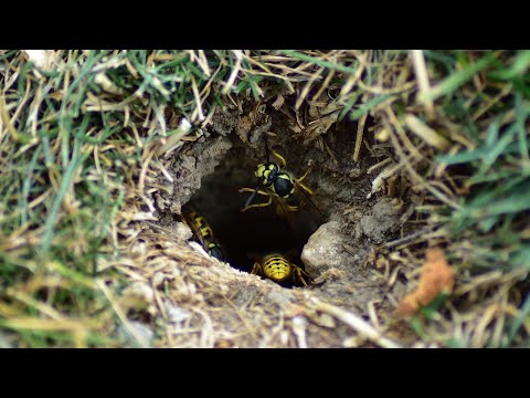Видео: Начало и завершение работ по уничтожению подземного гнезда желтой куртки