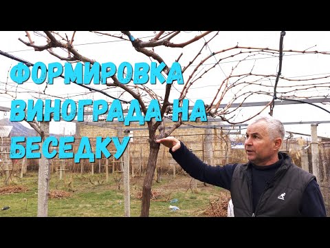Видео: Формировка на беседку винограда( 3-часть)