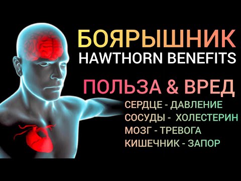 Видео: Боярышник (Hawthorn-benefits) Как успокоить Мозг и Сердце l Что важно знать