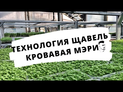 Видео: Микрозелень Технология Щавель Кровавая Мэри Сангвиник  Бейби-лист