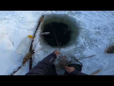 Видео: Рыбалка НАЛИМ! 12.11.2020 (20)