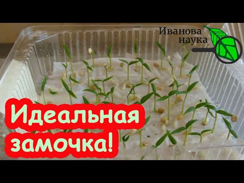 Видео: ИДЕАЛЬНОЕ ЗАМАЧИВАНИЕ СЕМЯН: в чем замочить семена томатов, перцев и огурцов перед посевом.