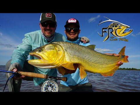 Видео: Поймать огромного золотого дорадо на лету!!