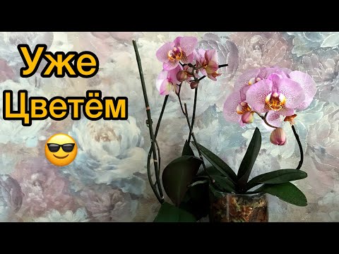 Видео: Результат пересадки орхидеи и сравнение двух сортов. Фаленопсис Манхэттен и Розовый дракон