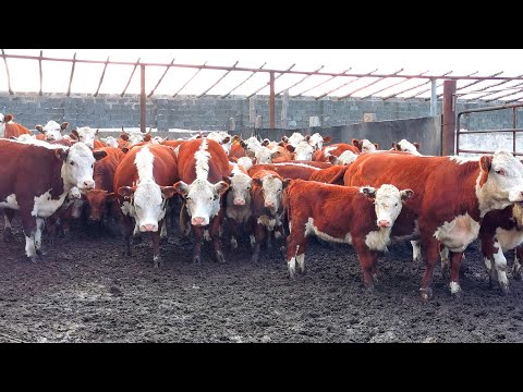 Видео: Первый снег. Прокалываем скот лекарством от паразитов