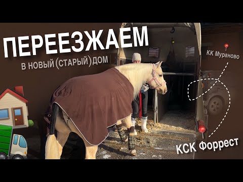Видео: Перевозим лошадь | Снова меняем постой