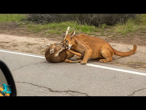 Видео: Сумасшедшие Случаи с Животными, Которые Удалось Снять на Камеру