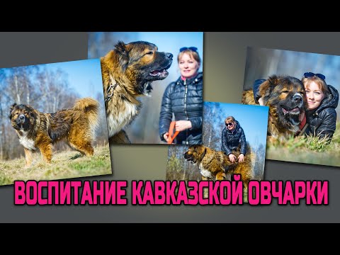 Видео: Воспитание кавказской овчарки: полезные советы