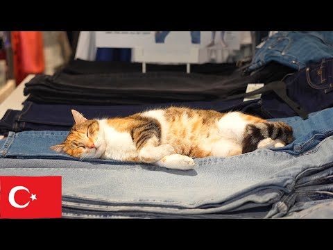 Видео: Кошка в магазине джинсов в Стамбуле: Чистое расслабление [4K]